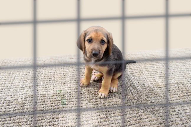 4 Tips to Tell Shelter Pets' Stories and Engage Animal Welfare Donors 4 Tips to Tell Shelter Pets' Stories and Engage Animal Welfare Donors