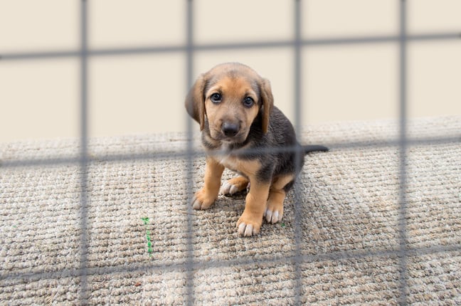 Animal Welfare Fundraising Resource Gathering