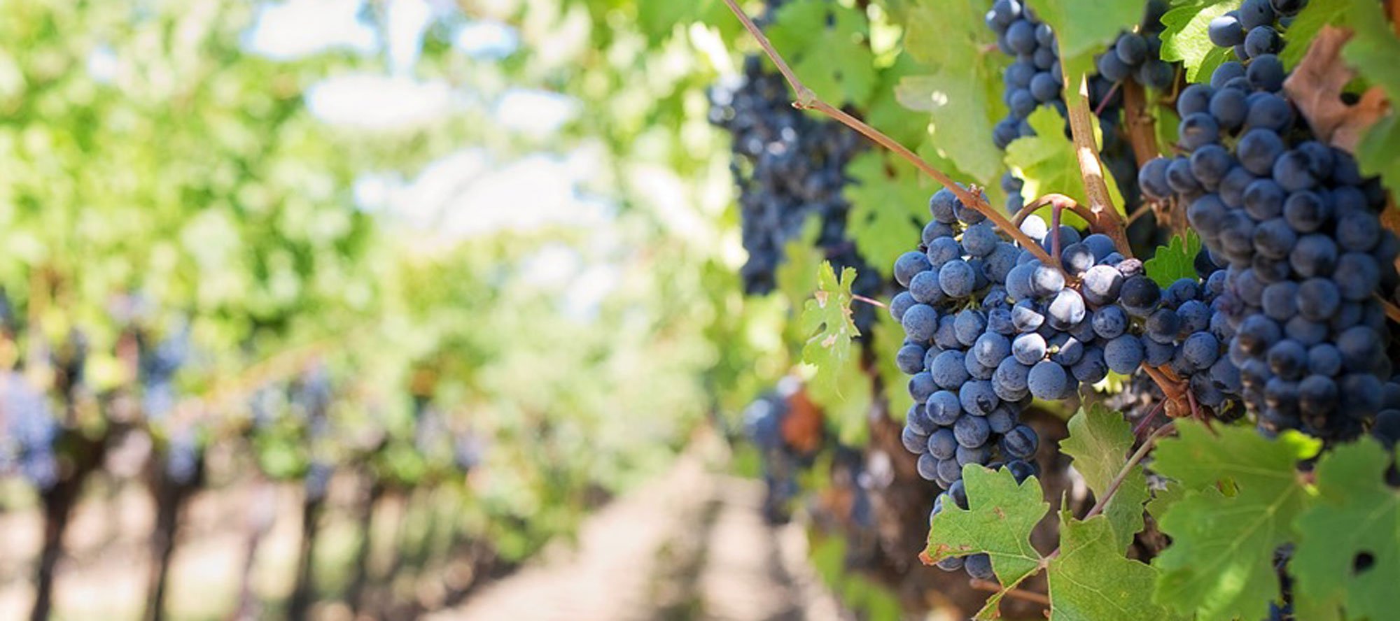 Heroic-Fundraising-Blog-Featured-Image-Grapes-Winery