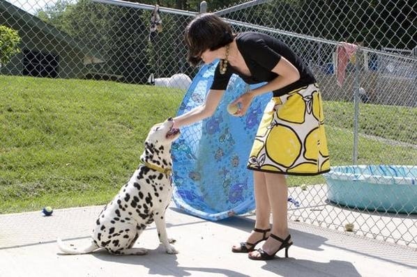 animal shelter donors