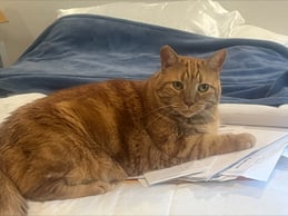 Finn, waiting for Helen to retire