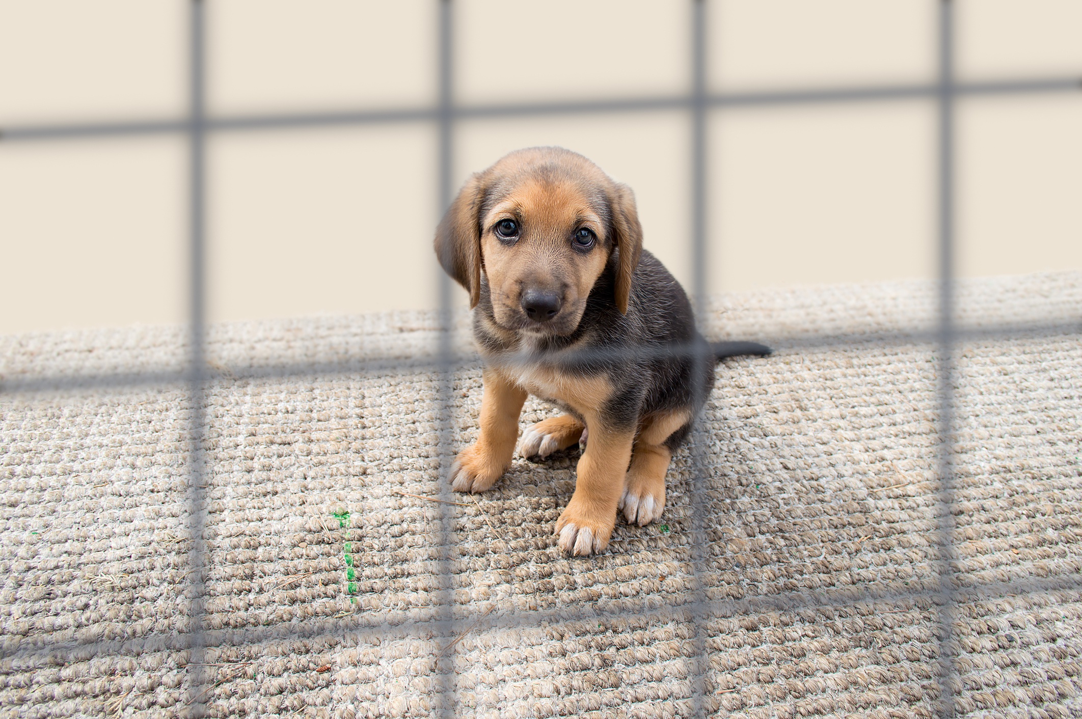 4 Tips to Tell Shelter Pets' Stories and Engage Animal Welfare Donors