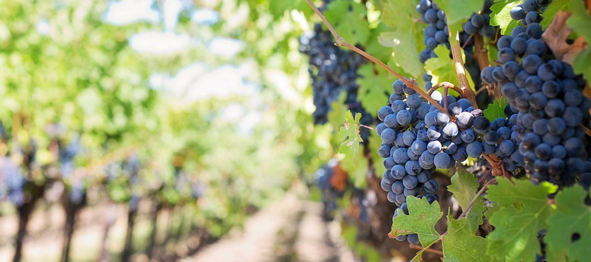 Heroic-Fundraising-Blog-Featured-Image-Grapes-Winery