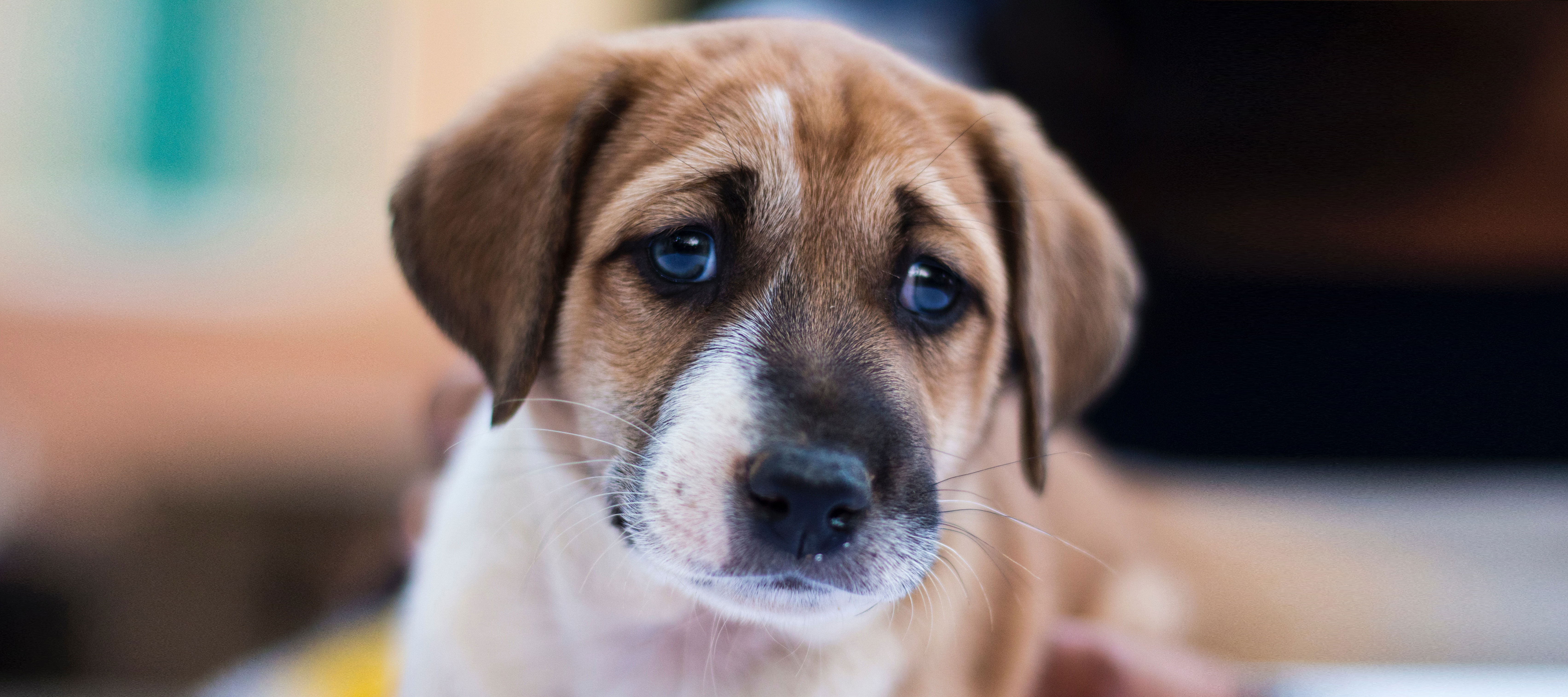 heroic-fundraising-blog-featured-image-dog-puppy-eyes-eye-contact