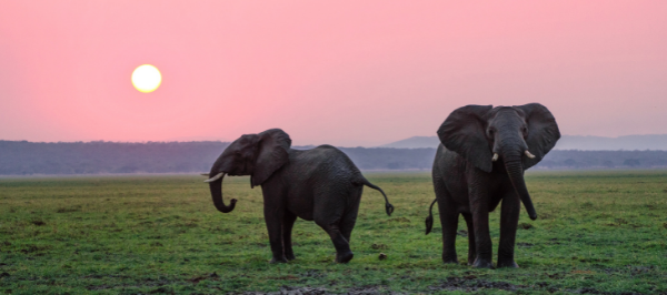 two elephants stand on green grass with a setting sun and pink sky behind them