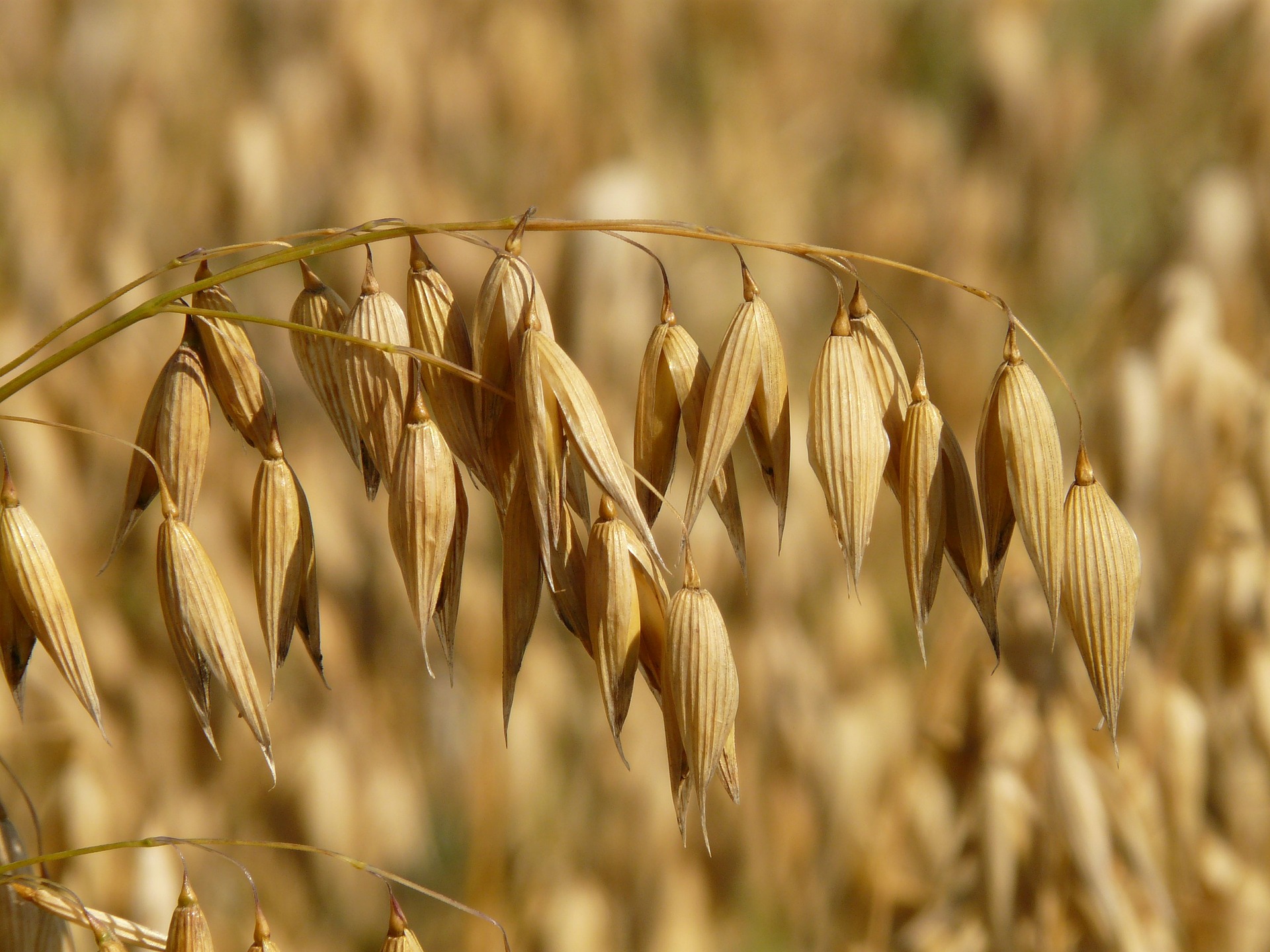 Donor Growth Plan Harvest.jpg