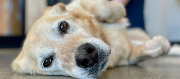 To Raise Funds For Animals, See the Humanity in People